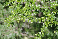 Canthium spinosum