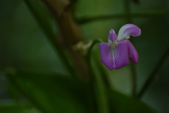 Canavalia ensiformis