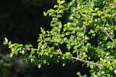 Canthium spinosum