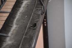 Phoenicurus ochruros