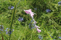 Dierama igneum