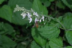 Equilabium laxiflorum