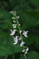 Equilabium laxiflorum
