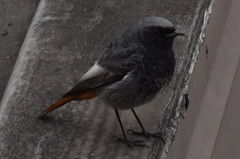 Phoenicurus ochruros