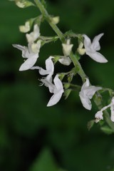 Equilabium laxiflorum