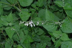 Equilabium laxiflorum