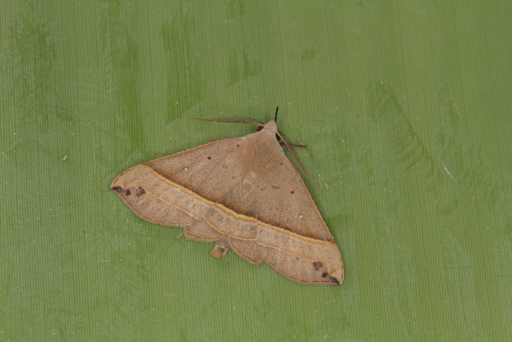 Pterhemia exscissa