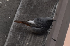 Phoenicurus ochruros