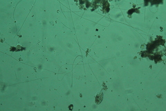 Oscillatoria redekei