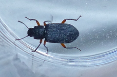Haplandrus fulvipes