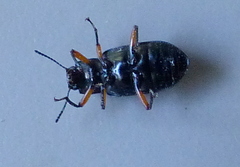 Haplandrus fulvipes