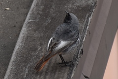Phoenicurus ochruros