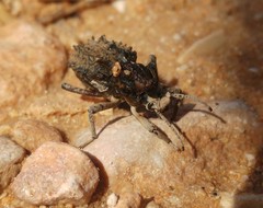 Sepidium tricuspidatum