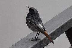 Phoenicurus ochruros