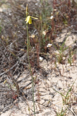 Albuca juncifolia