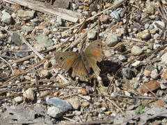 Cissia rubricata pseudocleophes