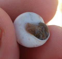 Sphincterochila fimbriata