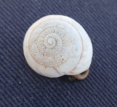 Sphincterochila fimbriata