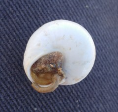 Sphincterochila fimbriata