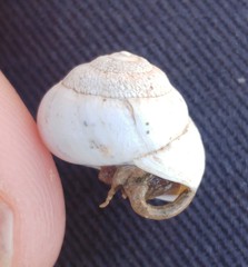 Sphincterochila fimbriata