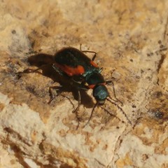 Clanoptilus sexplagiatus