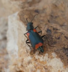 Clanoptilus sexplagiatus