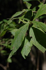 Bowkeria verticillata