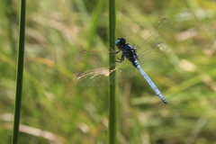 Orthetrum abbotti