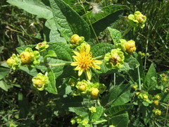 Verbesina sphaerocephala