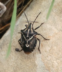 Codophila maculicollis