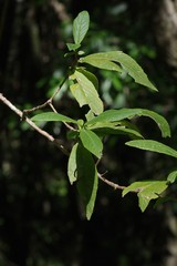 Bowkeria verticillata