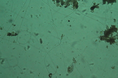 Oscillatoria redekei