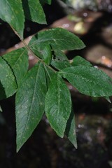 Bowkeria verticillata