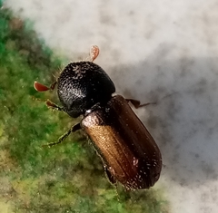 Trypodendron domesticum