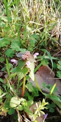 Lamium purpureum