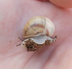 Helix engaddensis
