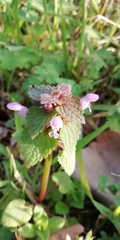 Lamium purpureum