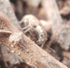 Kuglerius sitonimorphis