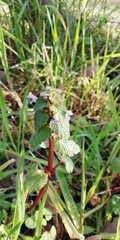 Lamium purpureum