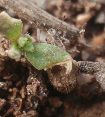 Kuglerius sitonimorphis