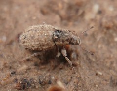 Kuglerius sitonimorphis