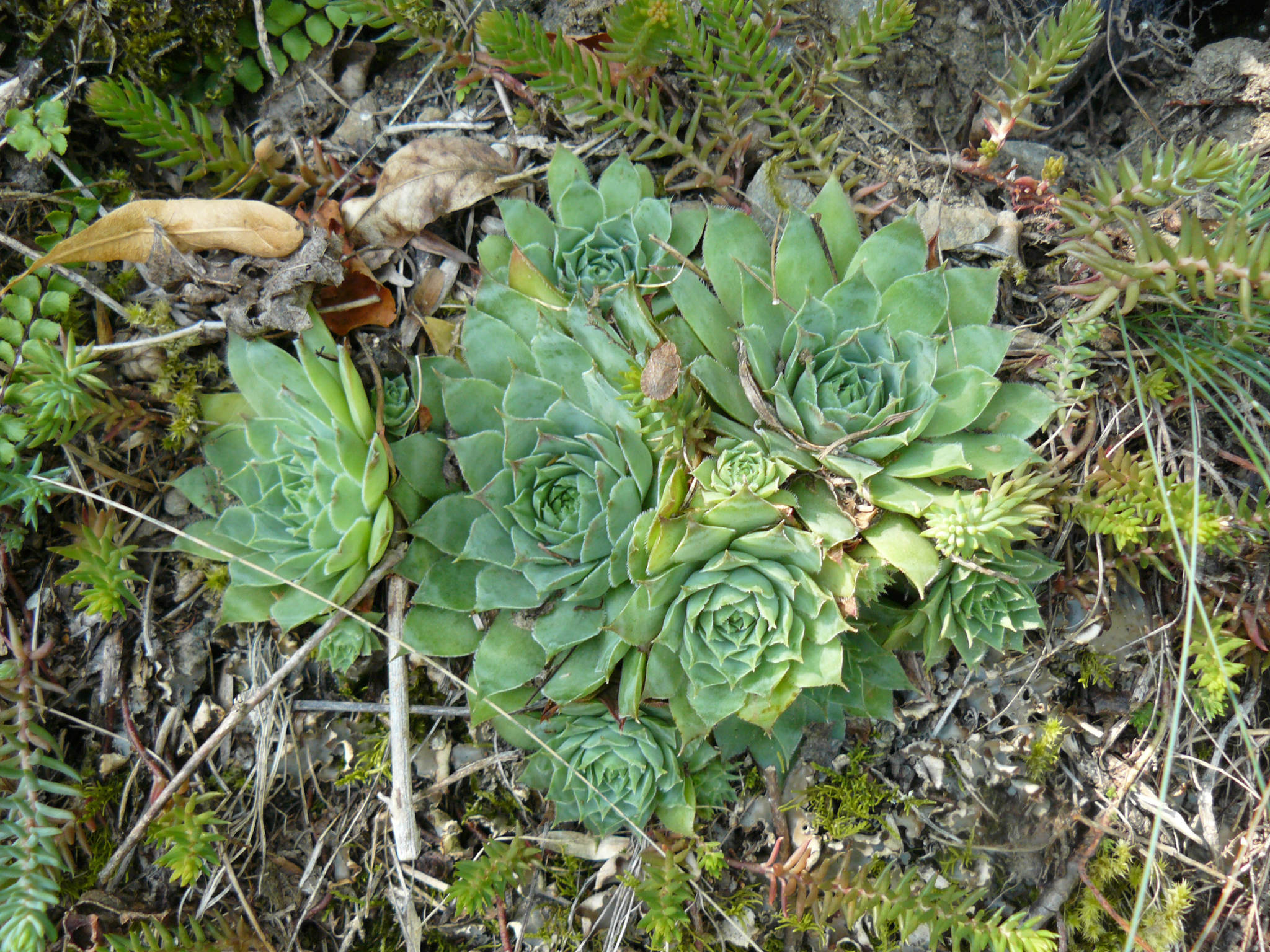 Sempervivum 'Copper King' 2