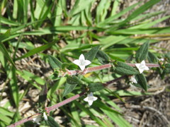 Diodia