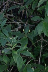 Bowkeria verticillata