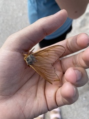 Heliconisa pagenstecheri