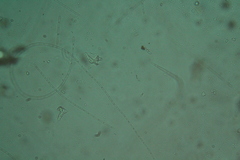 Oscillatoria redekei