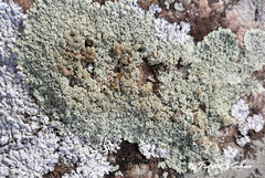 Lecanora polytropa