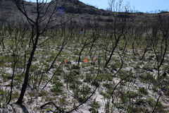 Pillansia templemannii