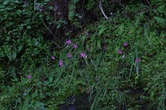 Hesperantha huttonii