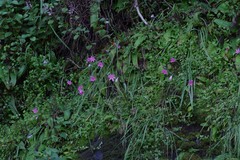 Hesperantha huttonii